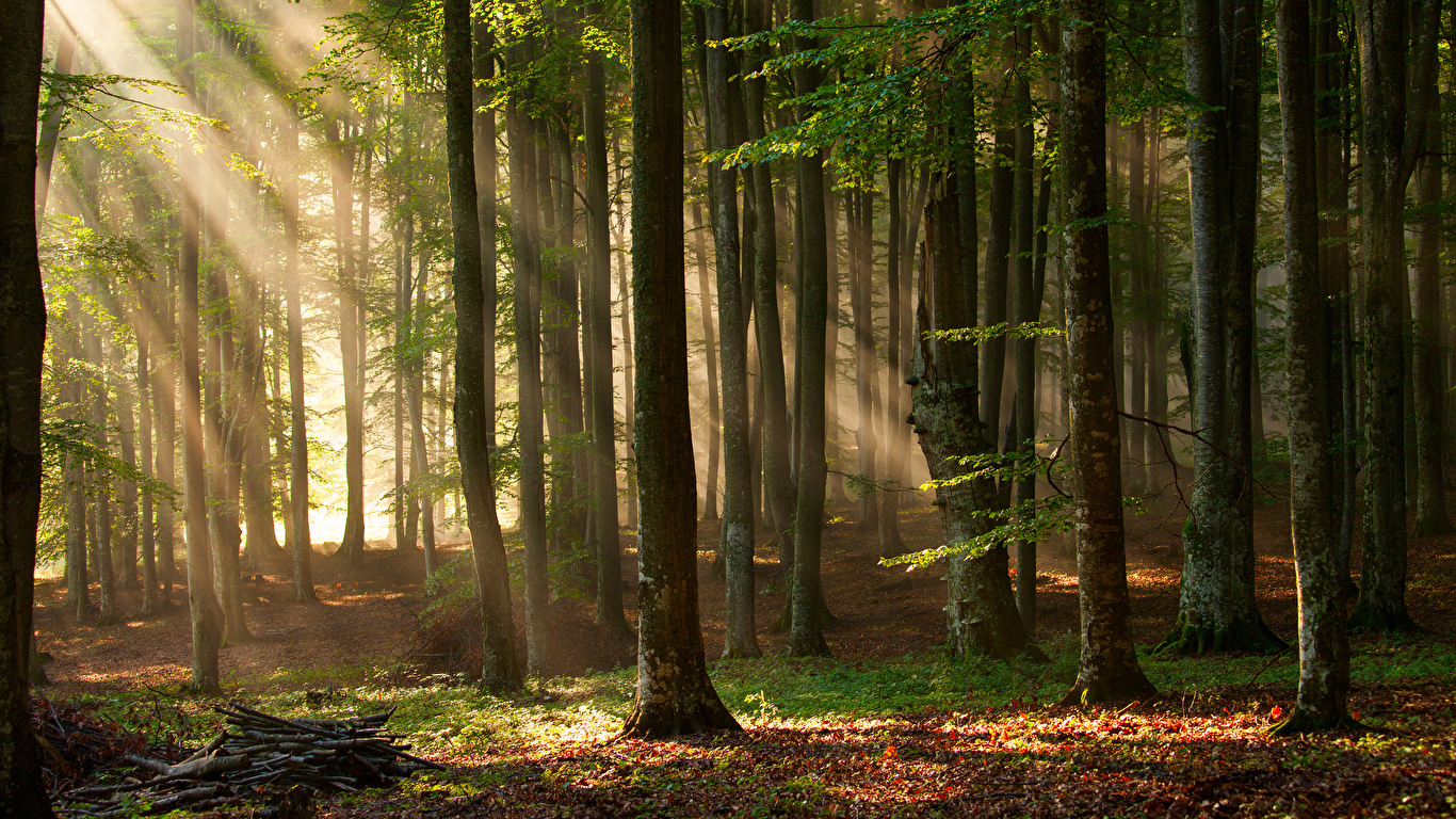 подпись к изображению